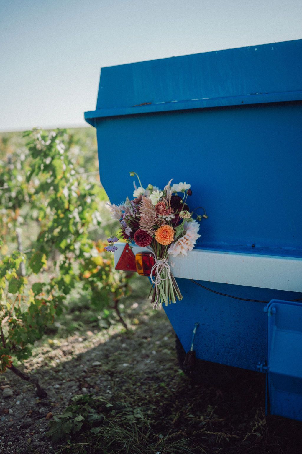 Dernières vendanges - Domaine Vadé Saumur